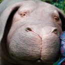 okja1x